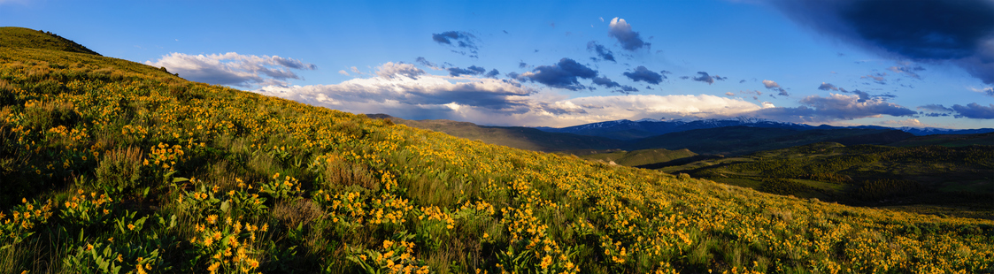 Image of Colorado mountains and flowers in spring.
